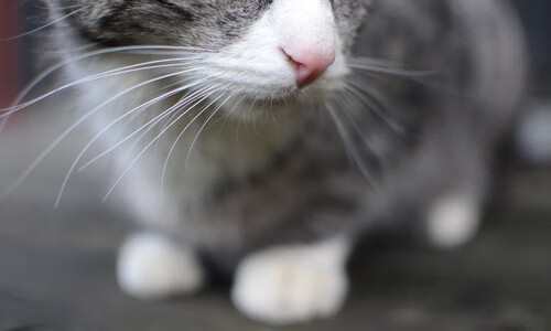 王皓执教日本队，碾压英格兰队取胜，东方战术的革新与唯一性