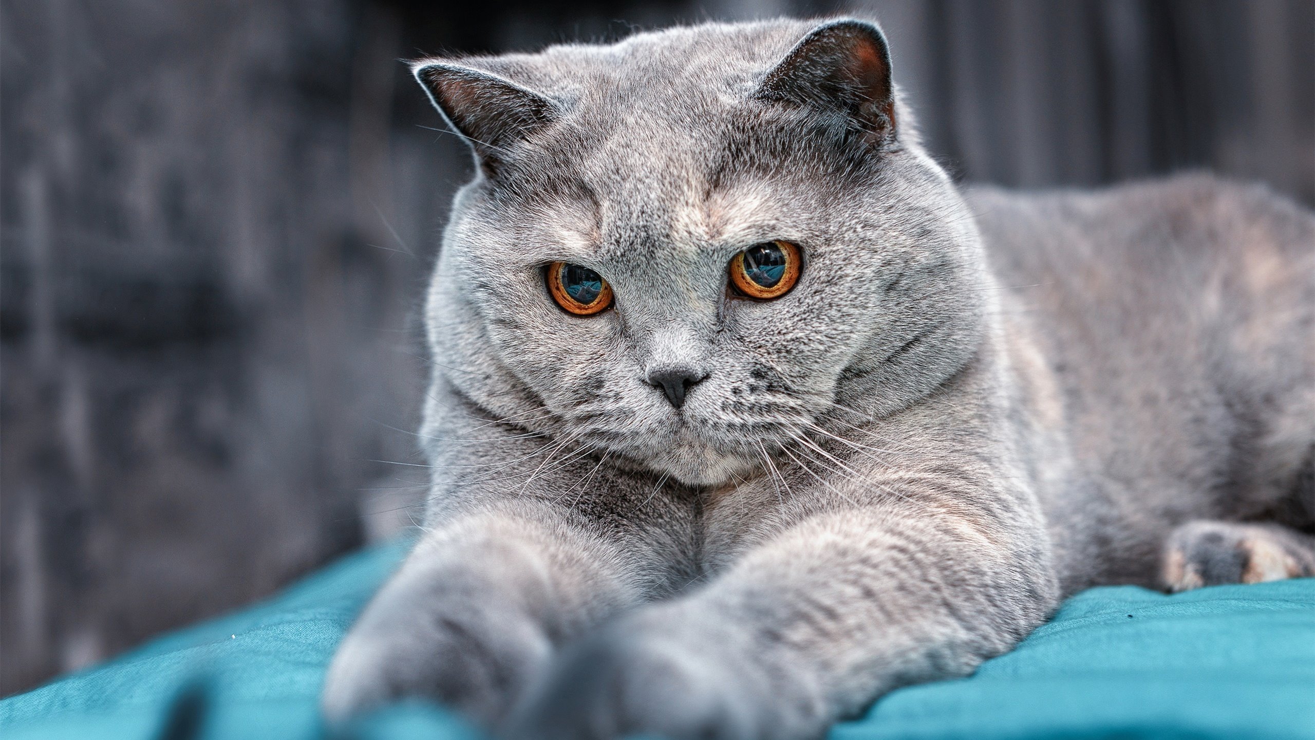 从蒙特卡洛的深渊到都灵的救赎,西西帕斯如何用一个制胜分完成自我超越