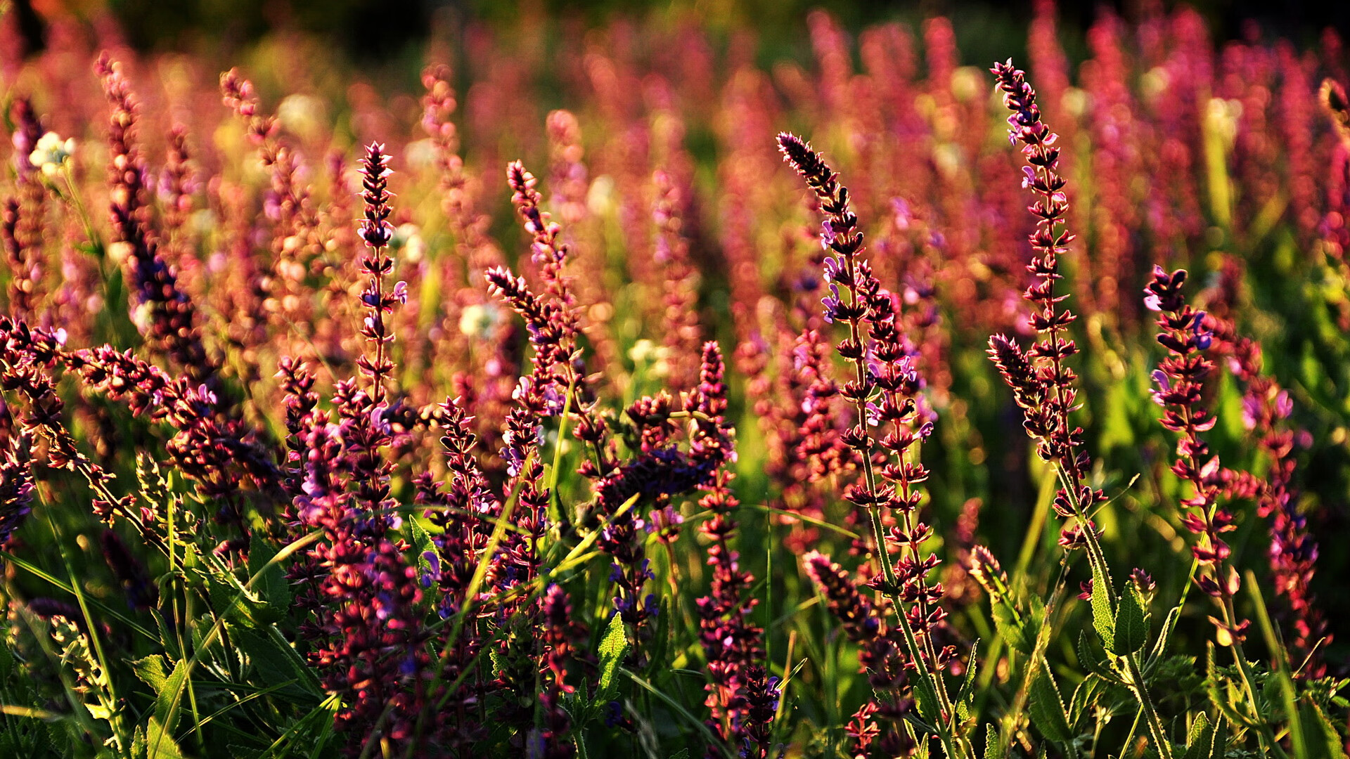 看到这个充满冲突感的关键词,我想先从一个独特的角度为你解读,也许这不是简单的胜负故事,而是一个关于文化碰撞、体育浪潮流向和个人极限突破的多维度叙事