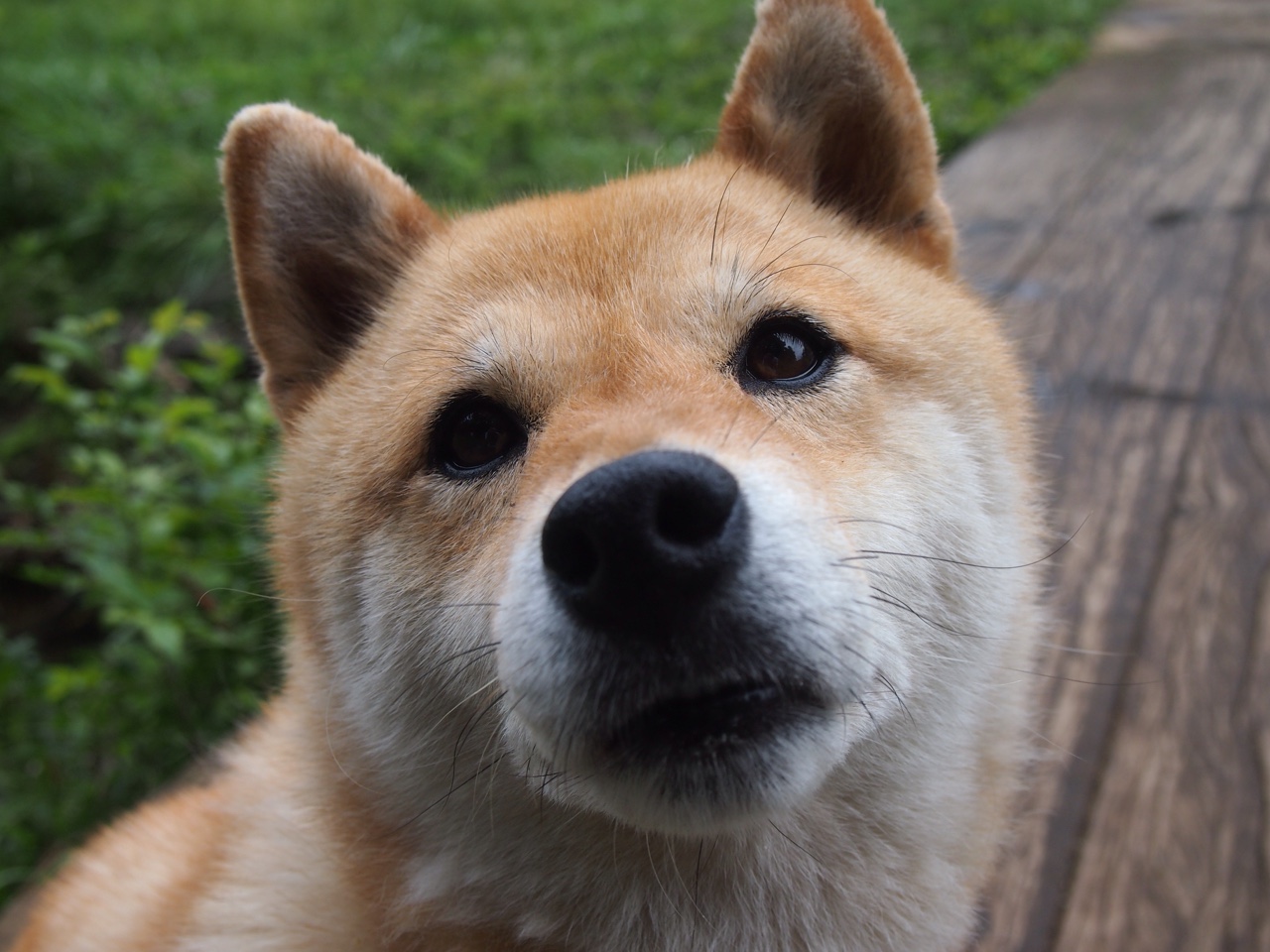 极致压迫与艺术超越—维斯塔潘最后一圈的窒息美学