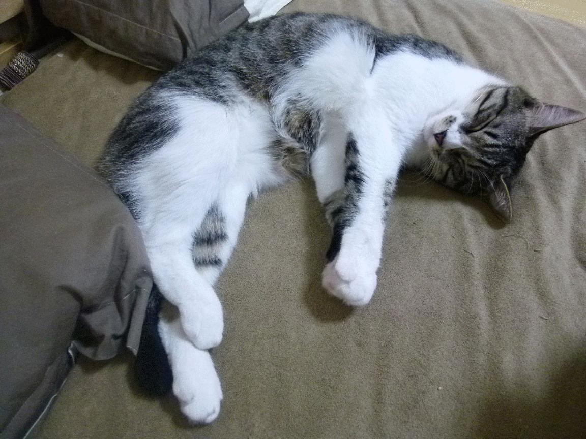 尼克斯破壁，当胡金秋的沉默成为最震耳的宣言