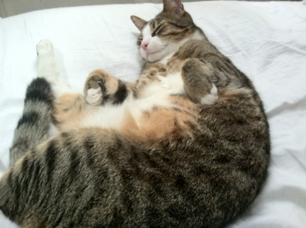 独家视角横跨亚平宁与巴斯克，马丁内利如何单兵统治艺术与铁血之战？