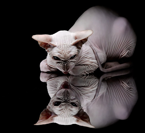 当森林狼的獠牙咬碎太行山，奥运周期关键战的全球预演