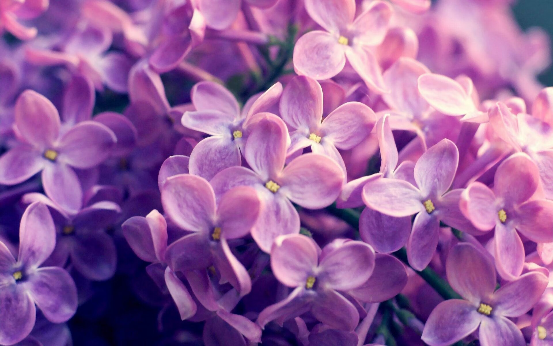 单骑镇南美，弗拉霍维奇一己之力，将阿尔及利亚的意志强压于巴拉圭之上