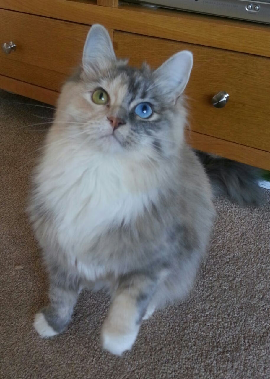 唯一性的光辉，篮网力克骑士与哈利伯顿关键战不手软的启示