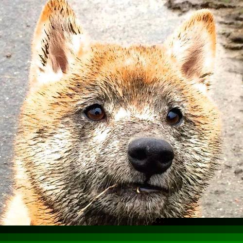 沙漠绿茵上的欧洲法则，AC米兰的精密机器如何碾碎沙特幻梦，坎特一剑封喉