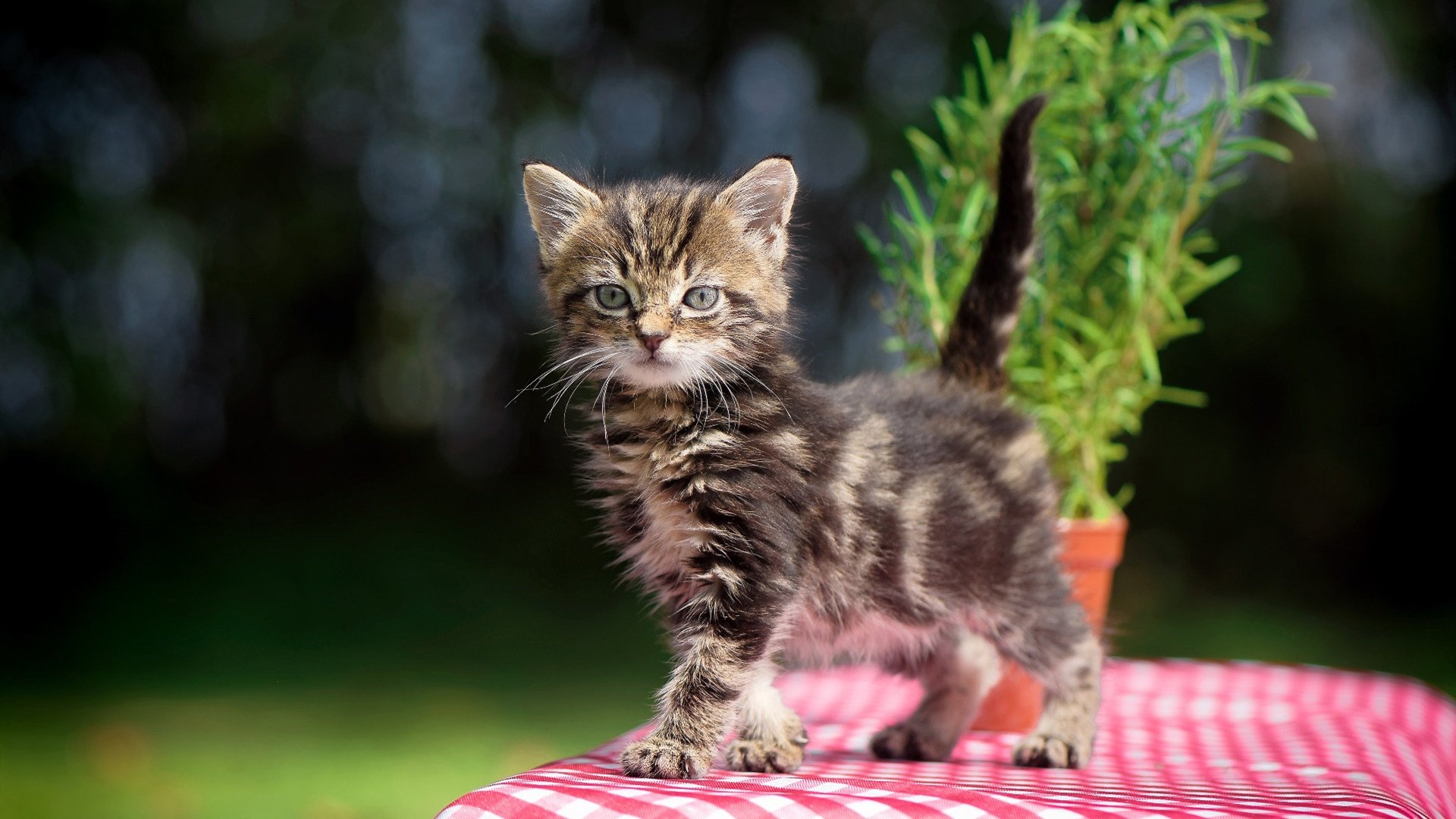 维京防线难抵桑巴风暴，维尼修斯碾压级发挥引领皇马式胜利