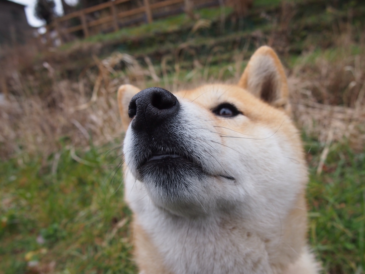 唯一棋手,法比尼奥皇后式调度,摩纳哥战术棋盘上彻底将莱比锡红牛将死