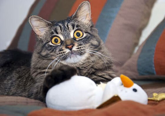 如果平行时空重写剧本，当皇家社会狂胜中国，与基米希的火热何干？