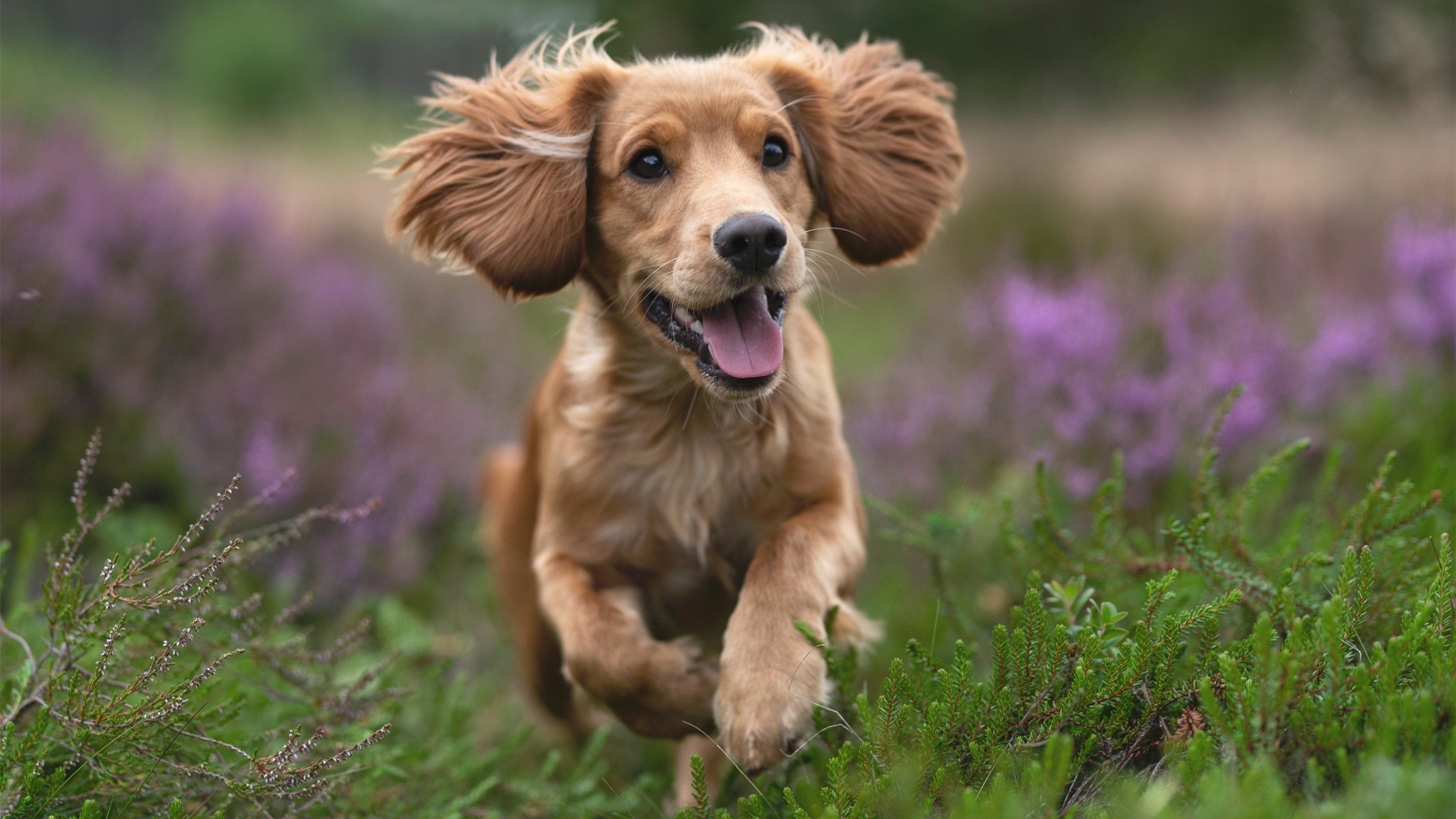 烈焰重铸王座,阿尔瓦雷斯以滚烫之姿点燃年度焦点之战