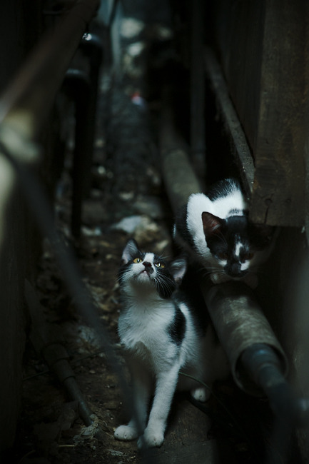 单节定乾坤，巴斯托尼的佛罗伦萨时刻
