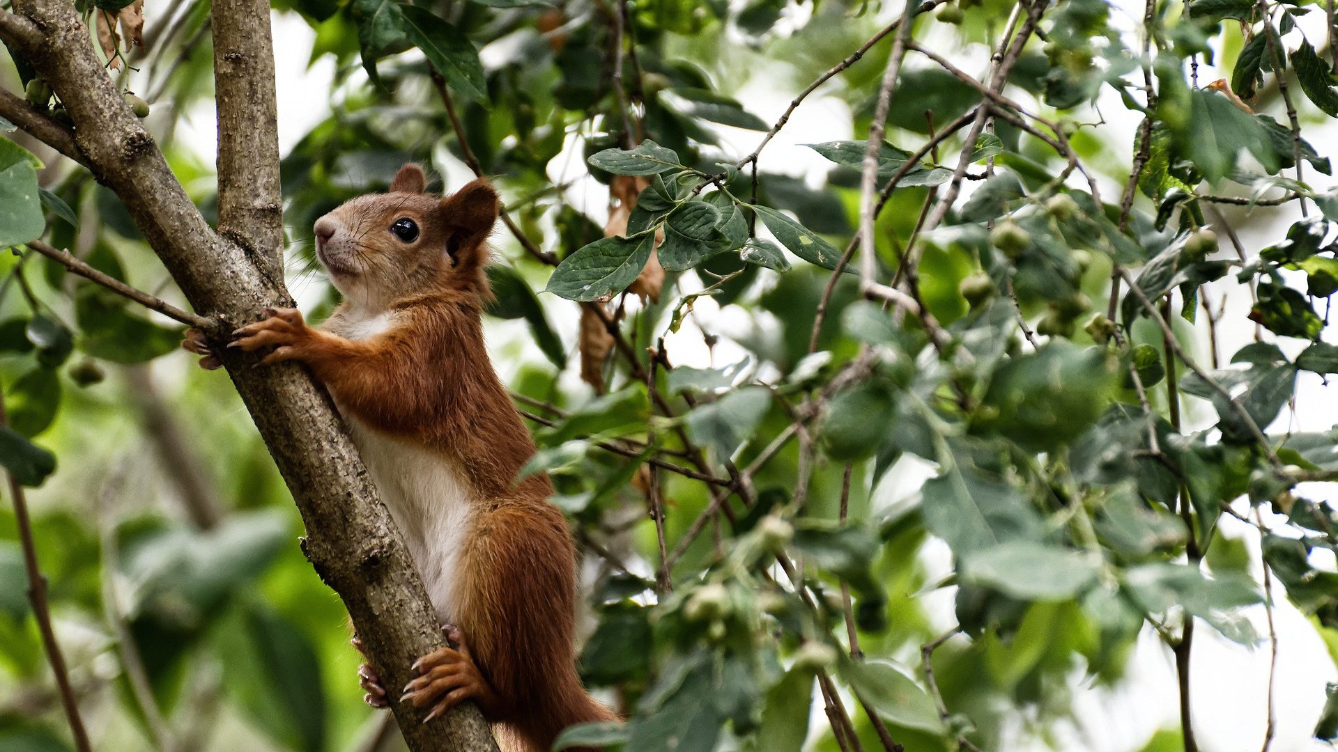 布鲁克林寒夜，死神镰刀斩断热火连胜