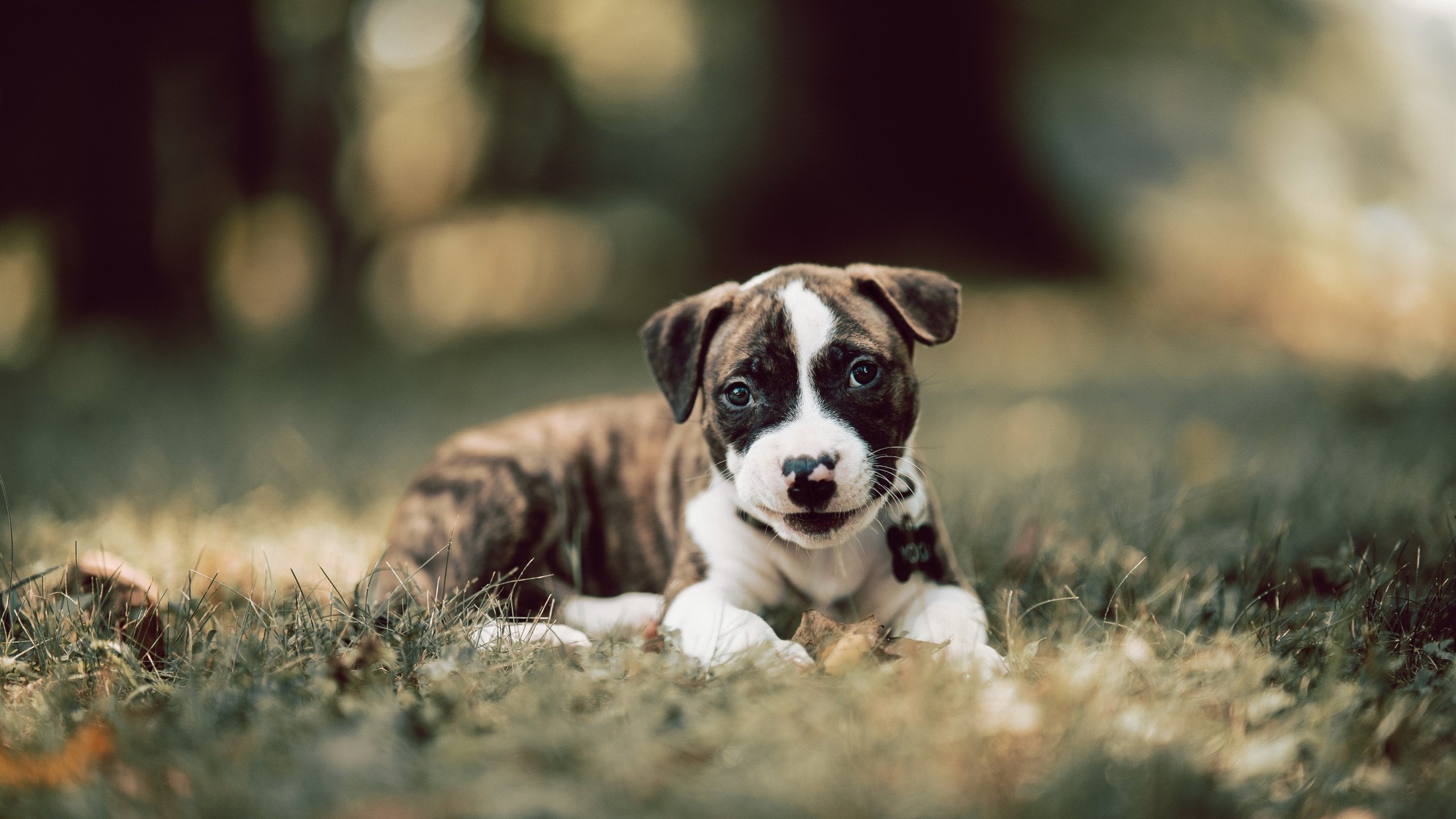 定义之夜，当欧冠的草坪映出库里的三分弧线