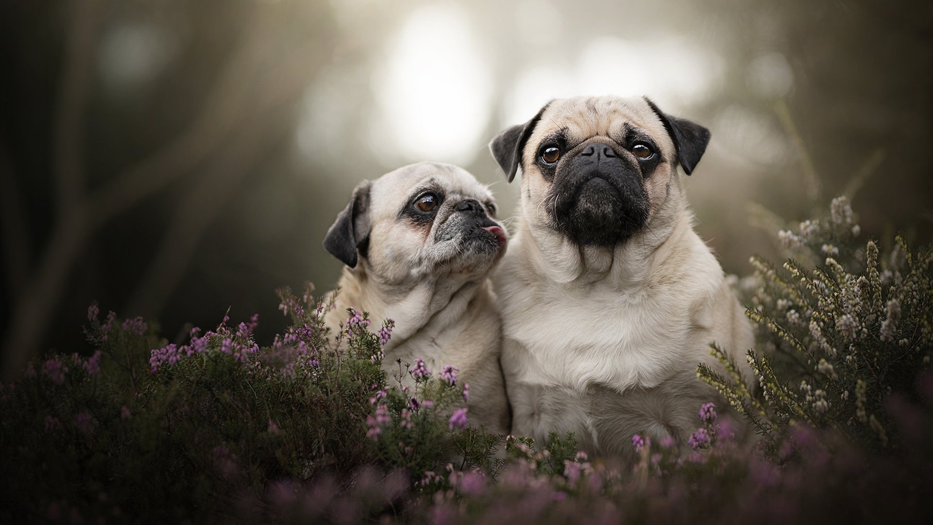 绿茵场的双重奏，西甲国家德比焦点战与丹麦击败挪威的北欧回声