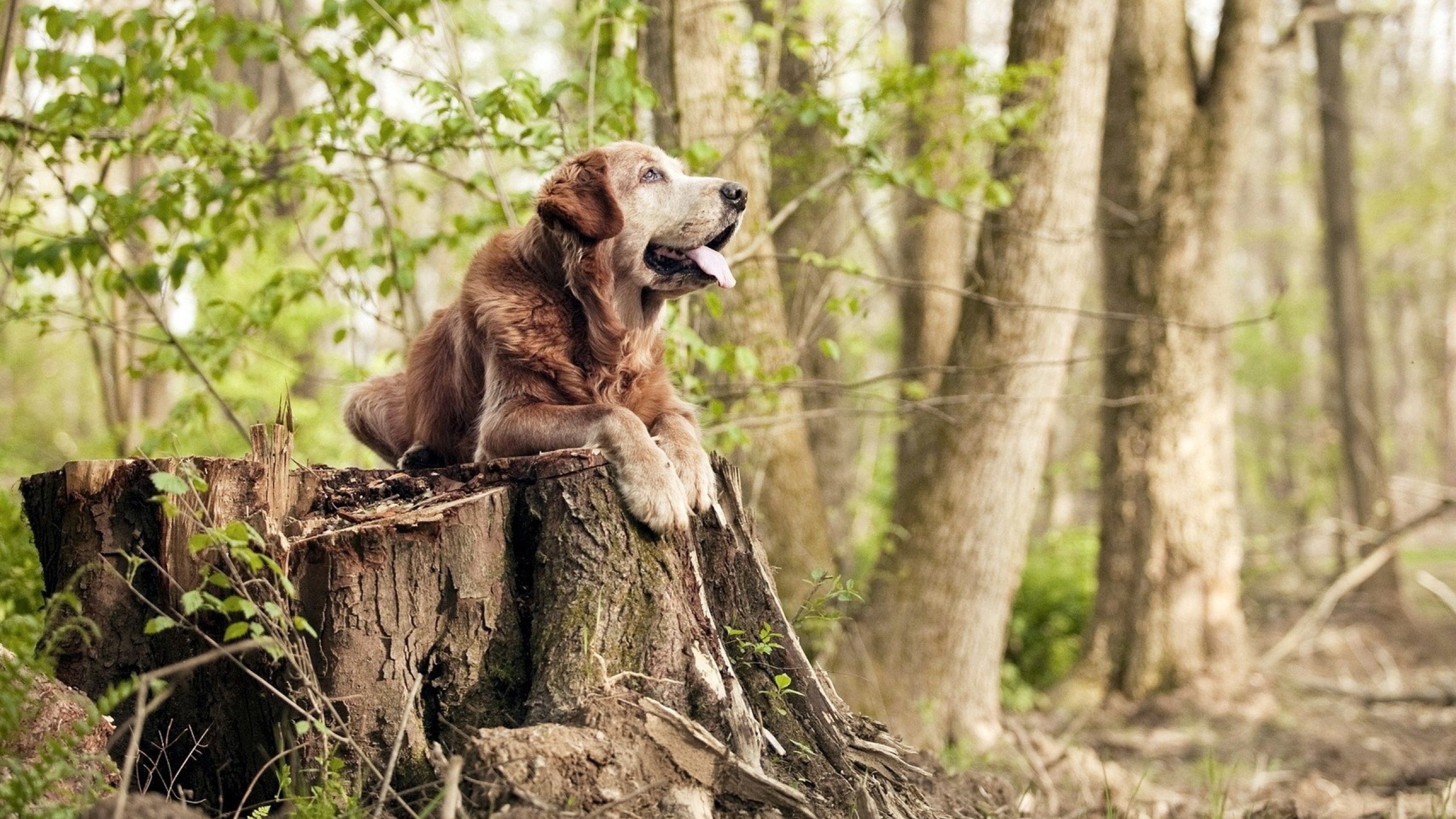 爆裂无声，当死亡交响曲在伦纳德指尖奏响