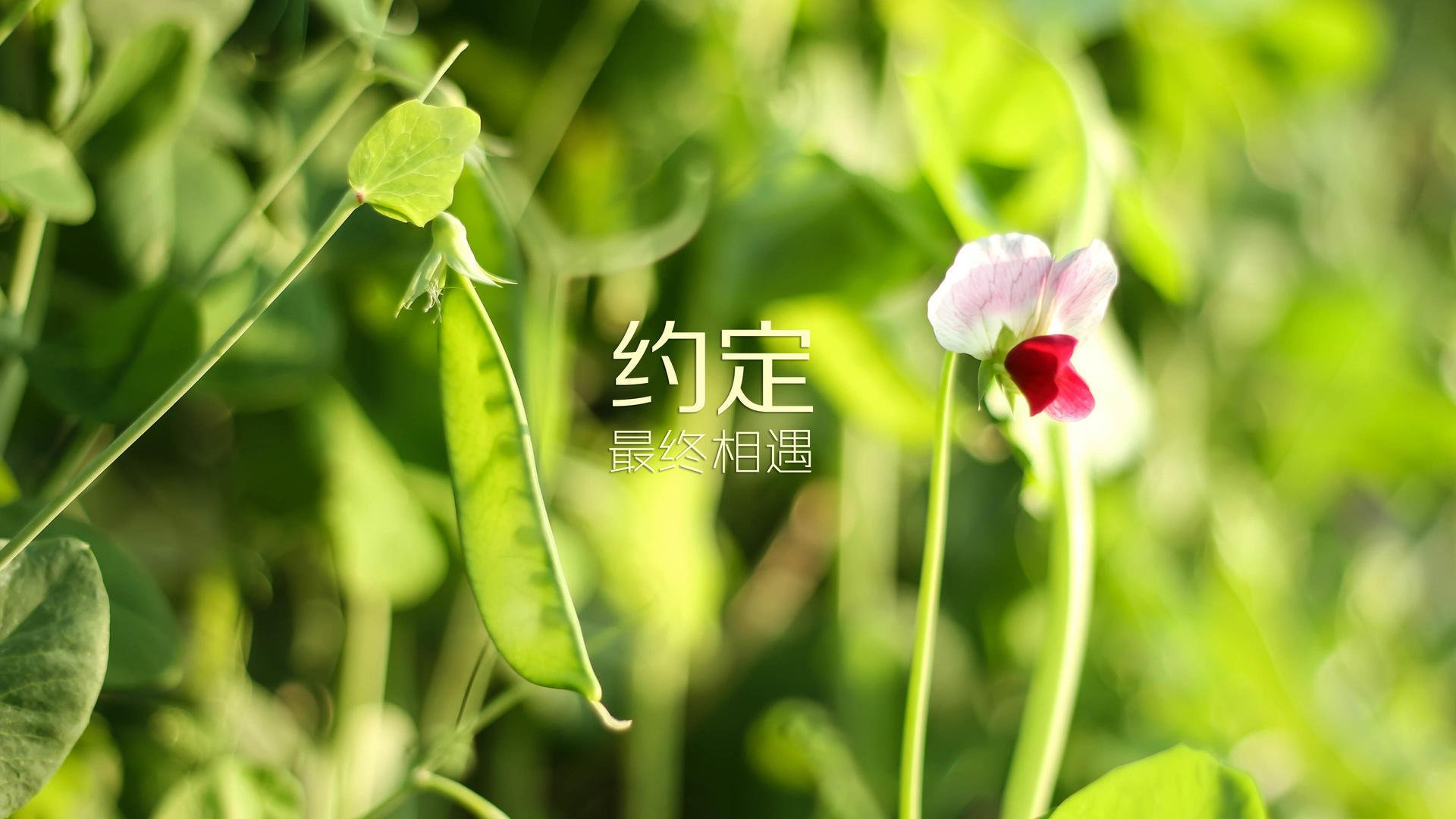 孤星燎原，基耶萨在抢七熔炉中点燃的决胜火焰