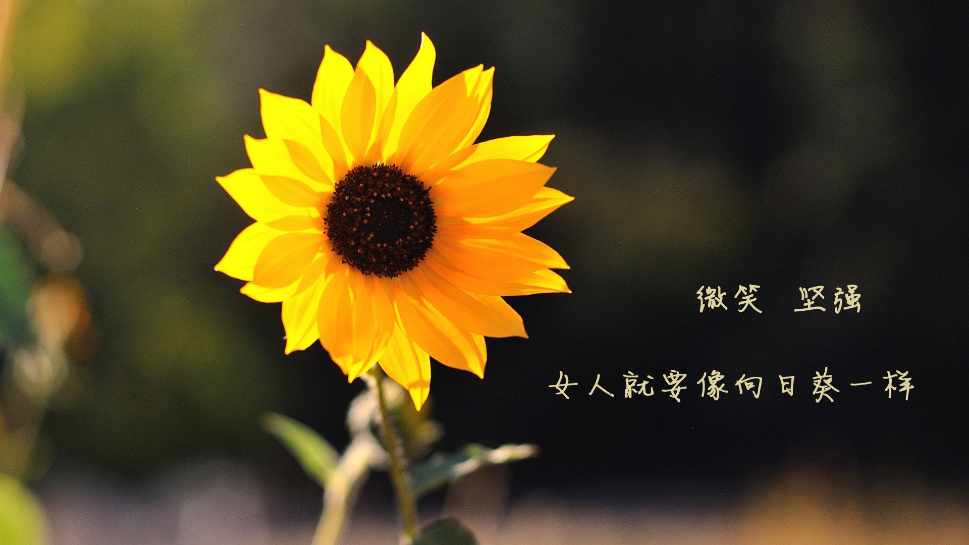 2026世界杯A组奇迹之夜，哈兰德演绎唯一神迹，印度在哥伦比亚铁蹄下见证宿命