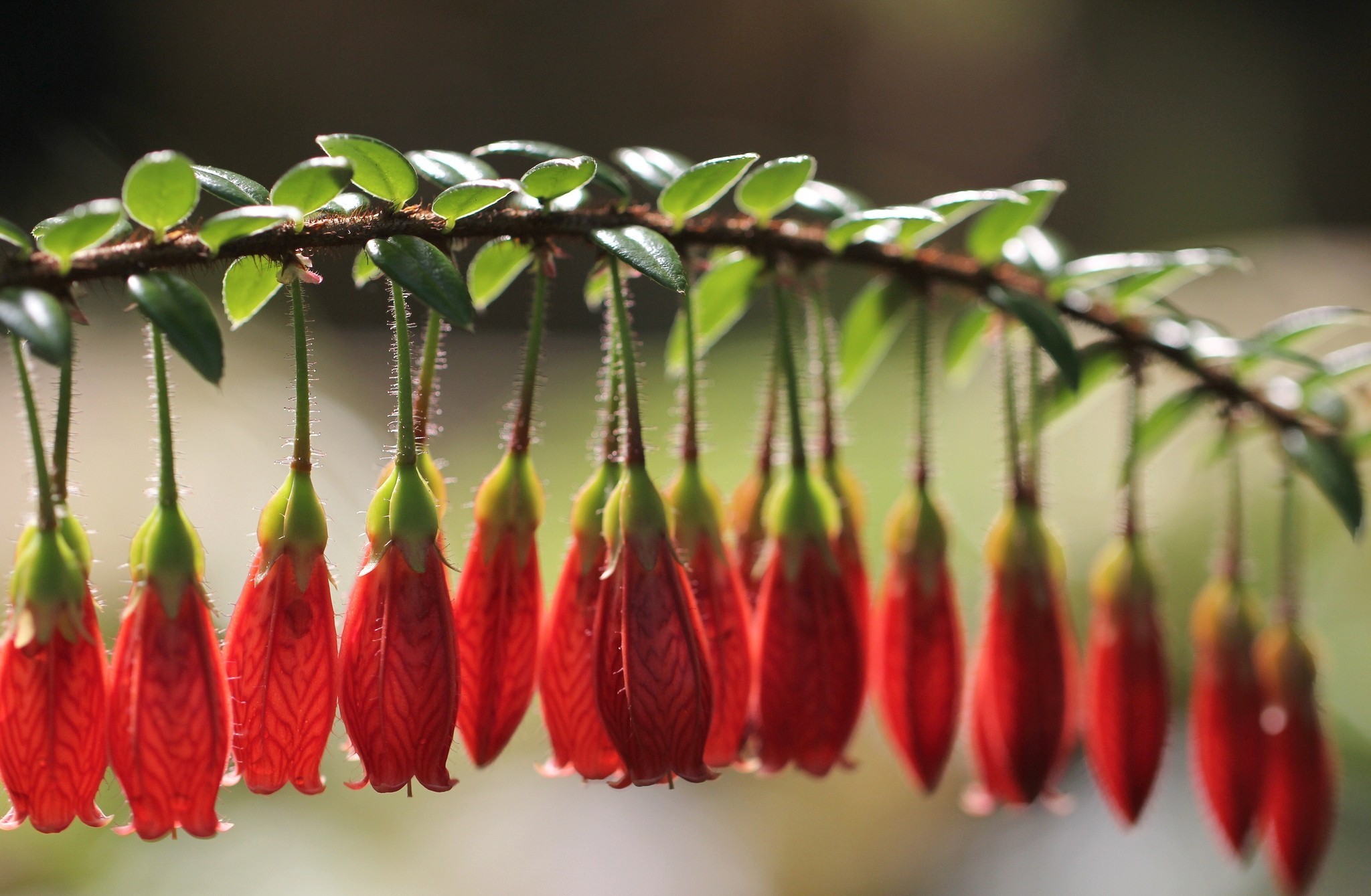 2026,那一夜,齐耶赫的魔咒,当亚洲之光在C组绝杀德意志